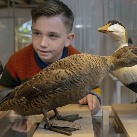 Eintauchen in die faszinierende Welt der Vögel. Vergrösserte Ansicht