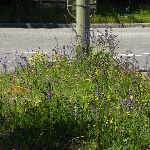 ebenrain_01_natur_im_siedlungsraum.JPG. Vergrösserte Ansicht