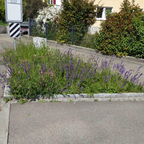 ebenrain_02_natur_im_siedlungsraum.JPG. Vergrösserte Ansicht