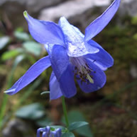 Gemeine Akelei (Aquilegia vulgaris). Vergrösserte Ansicht