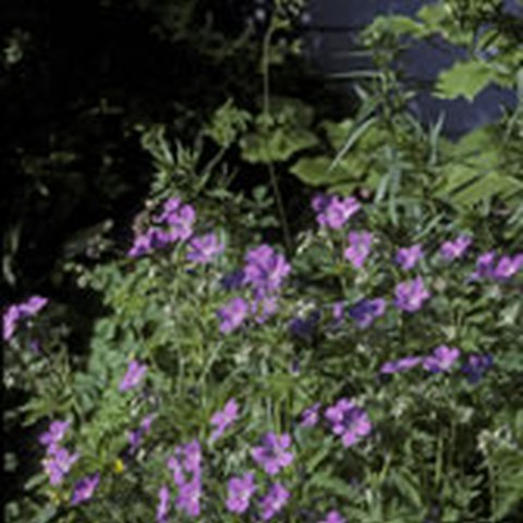 Wald-Storchschnabel (Geranium sylvaticum). Vergrösserte Ansicht