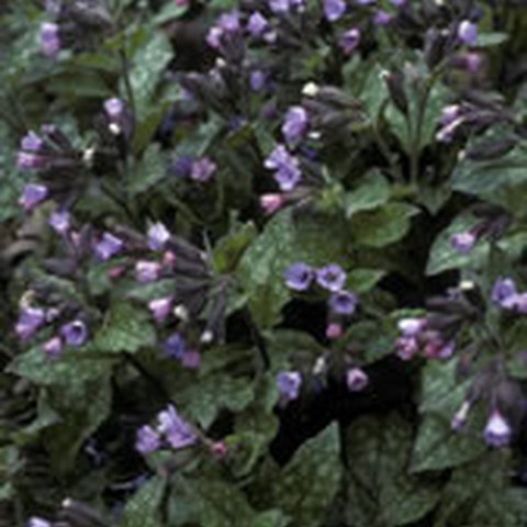 Lungenkraut (Pulmonaria officinalis). Vergrösserte Ansicht