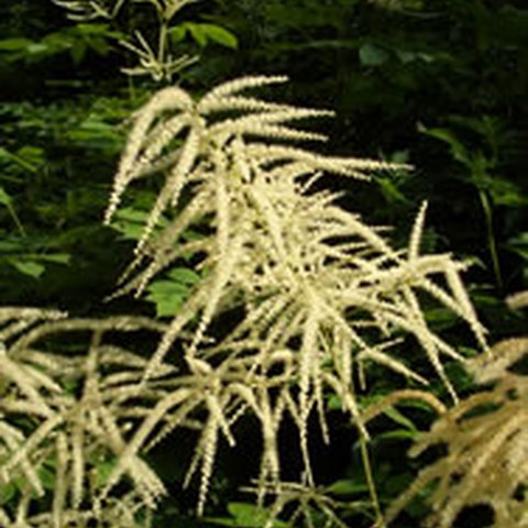 Wald-Geissbart (Aruncus dioecus). Vergrösserte Ansicht
