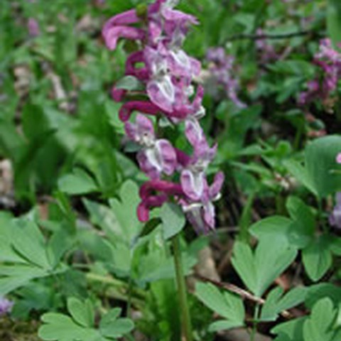 Hohlknolliger Lerchensporn (Corydalis cava). Vergrösserte Ansicht