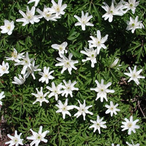 Buschwindröschen (Anemone nemorosa). Vergrösserte Ansicht
