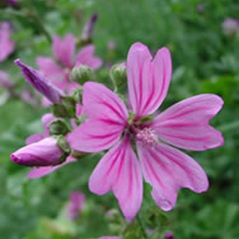 Wilde Malve (Malva sylvestris). Vergrösserte Ansicht