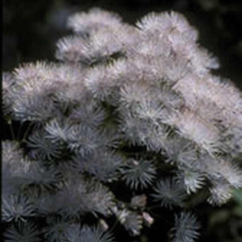 Akeleiblättrige Wiesenraute (Thalictrum aquilegiifolium). Vergrösserte Ansicht