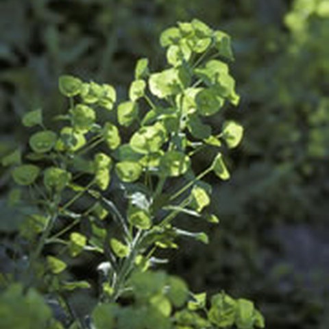 Mandelblättrige Wolfsmilch (Euphorbia amygdaloides). Vergrösserte Ansicht
