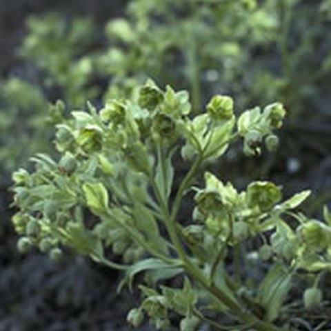 Stinkender Nieswurz (Helleborus foetidus). Vergrösserte Ansicht