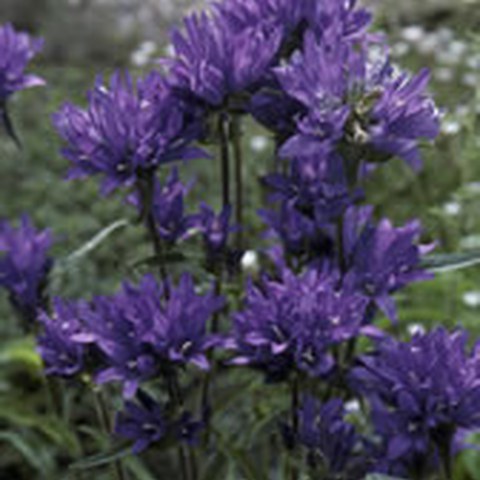Knäuelblütige Glockenblume (Campanula glomerata). Vergrösserte Ansicht