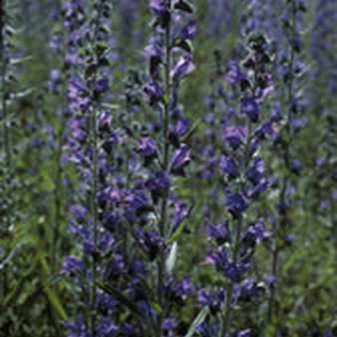 Natternkopf (Echium vulgare). Vergrösserte Ansicht