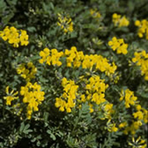 Hufeisenklee (Hippocrepis comosa). Vergrösserte Ansicht