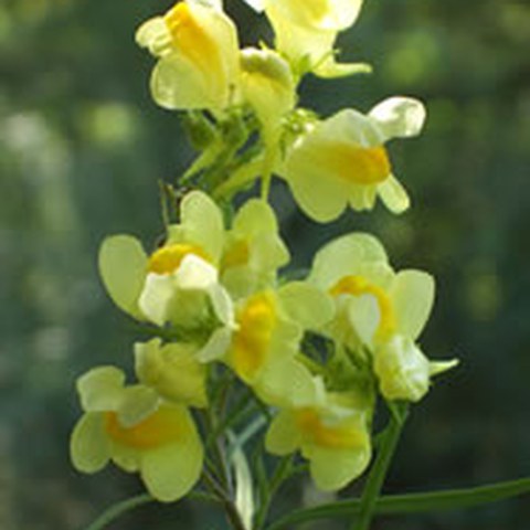 Gemeines Leinkraut (Linaria vulgaris). Vergrösserte Ansicht