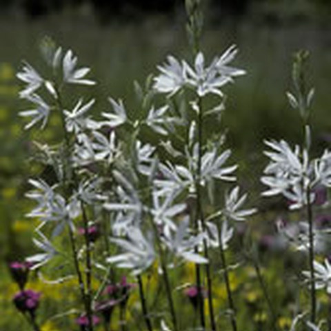 Ästige Graslilie (Anthericum ramosum). Vergrösserte Ansicht
