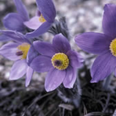 Gemeine Küchenschelle (Pulsatilla vulgaris). Vergrösserte Ansicht