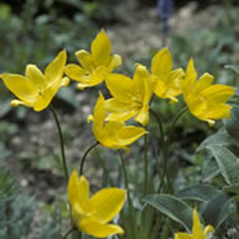 Weinbergtulpe (Tulipa sylvestris). Vergrösserte Ansicht